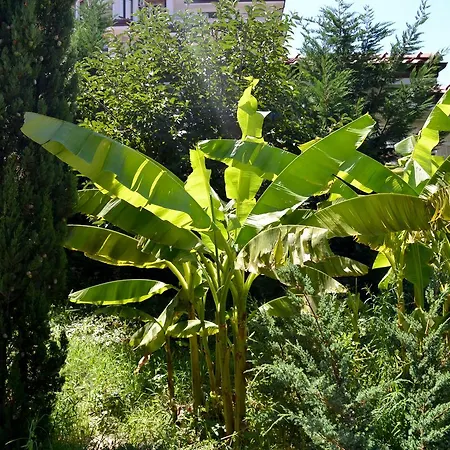 Apartcomplex Esteban * Nesebăr